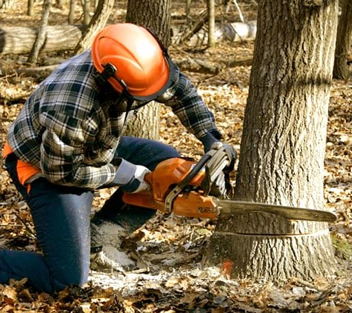 Tree Removal in Manderson, SD